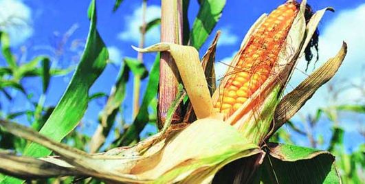 Top 10 Maize Varieties Found in India » Agriculture and Technology