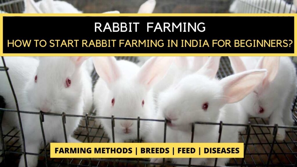 How to Start a Rabbit Farming in India for Beginners?