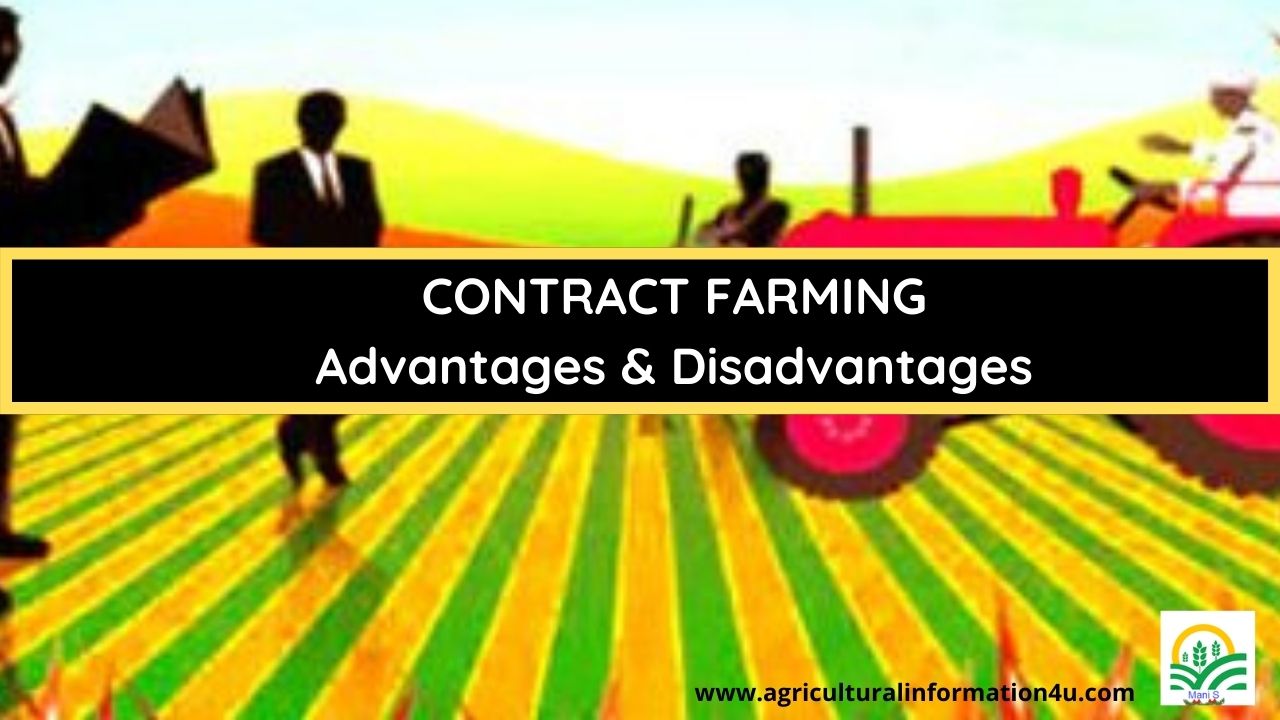 advantagesanddisadvantagesofcontractfarming